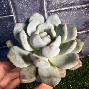 Echeveria Monroe Orange