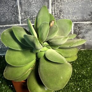 Crassula cotyledonis