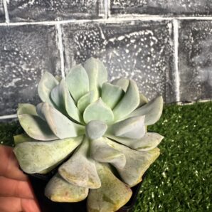 Echeveria Cubic Frost