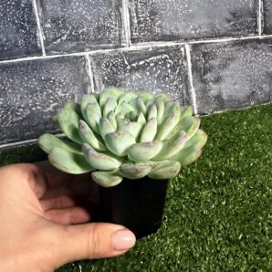 Echeveria pulidonis x laui