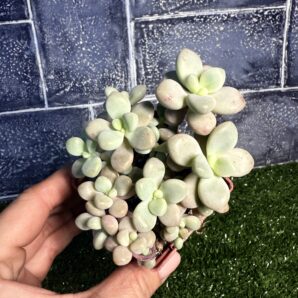 Graptopetalum Ellen