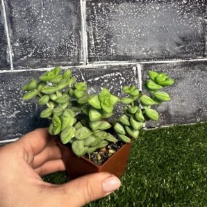 Сrassula rupestris Aiboshi