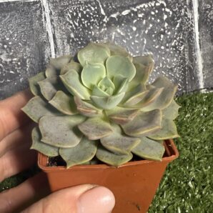 Echeveria hibr