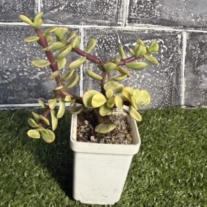 Portulacaria afra var.