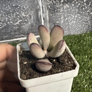 Cotyledon orbiculata Oophylla