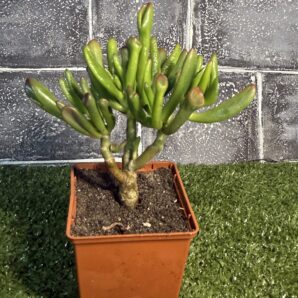 Crassula ovata Coral