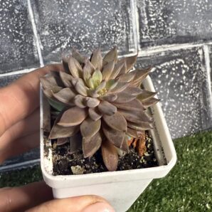 Graptopetalum rusbii