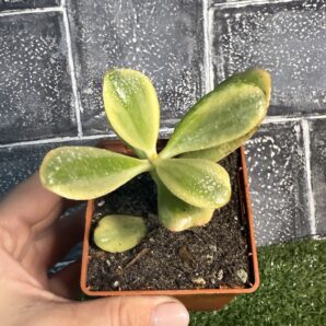 Crassula ovata var.