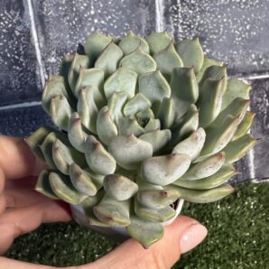 Echeveria Norma