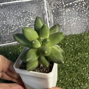 Pachyphytum compactum