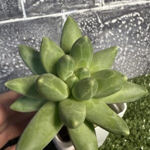Pachyphytum compactum