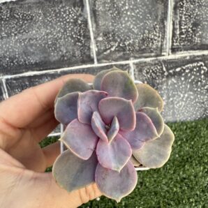 Echeveria Perle von Nurnberg var.
