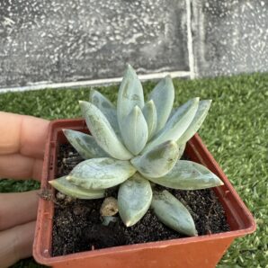 Pachyveria glauca