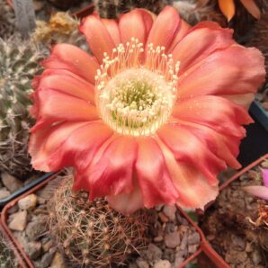 Lobivia rebutioides R219 -насіння-seeds-