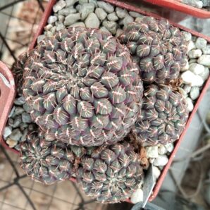 Sulcorebutia pulchra HS78 -пагони-