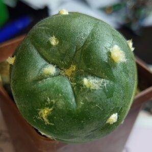 насіння Lophophora alberto-vojtechii, Vanegas