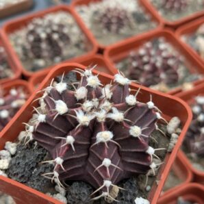 Gymnocalycium mihanovichii