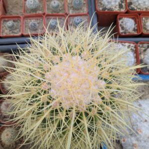 Echinocactus grusonii