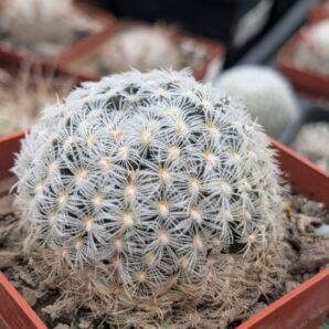 Mammillaria duwei