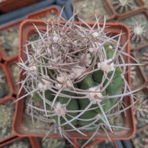 Gymnocalycium mostii
