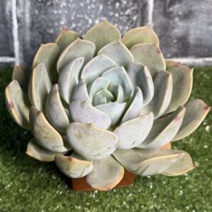 Echeveria Latte Rose