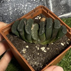 Haworthia truncata