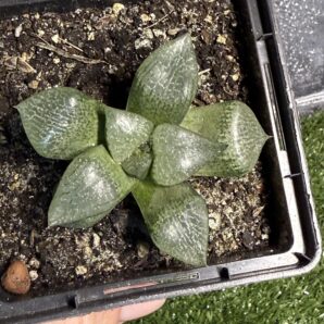 Haworthia comptoniana