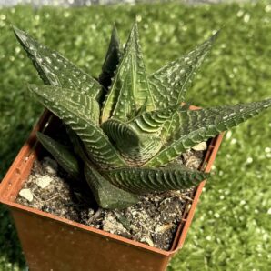 Haworthia Limifolia
