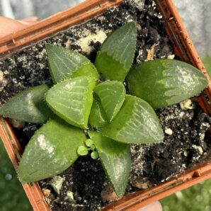 Haworthia retusa