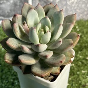 Pachyveria hanabijin