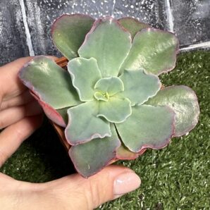 Echeveria Blue Curls