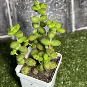 Crassula brevifolia