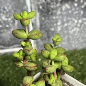 Crassula brevifolia