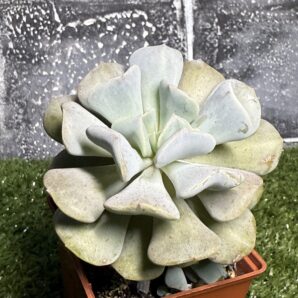 Echeveria Cubic Frost