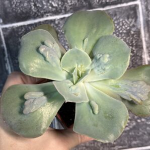 Echeveria Paul Bunyan