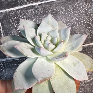 Echeveria Blue Bird