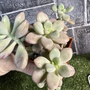 Graptopetalum Ellen