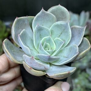Echeveria Marrom