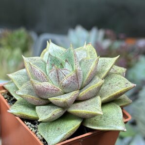 Echeveria purpusorum