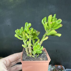 Crassula Hobbit