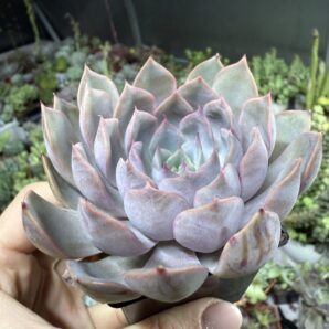 Echeveria Orion