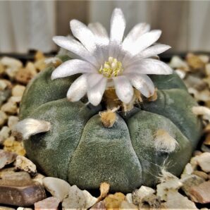 lophophora-williamsi