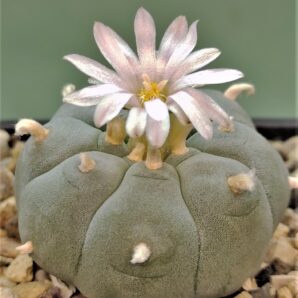 lophophora-williamsi-v-texana