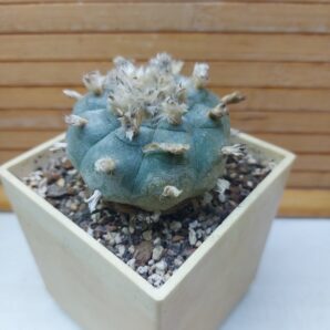 Lophophora williamsii