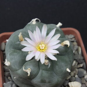 lophophora-williamsii-v.-pluricostata