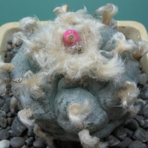lophophora-williamsii-wzd