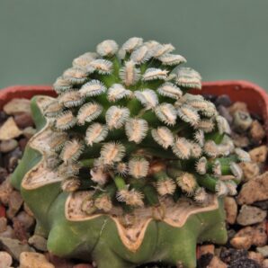 mammillaria-bertholdii-1.