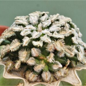 mammillaria-bertholdii-2