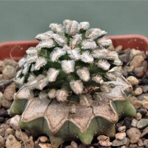 mammillaria-bertholdii-3