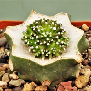 mammillaria-luethyi-1